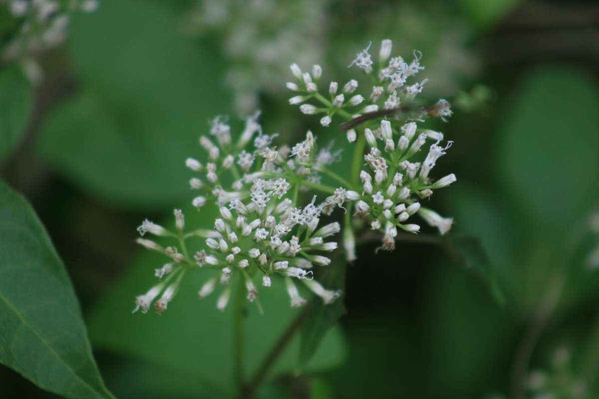 Flower Head<br>(Location of Picture: Collier Seminole, Fl., I, 2014)