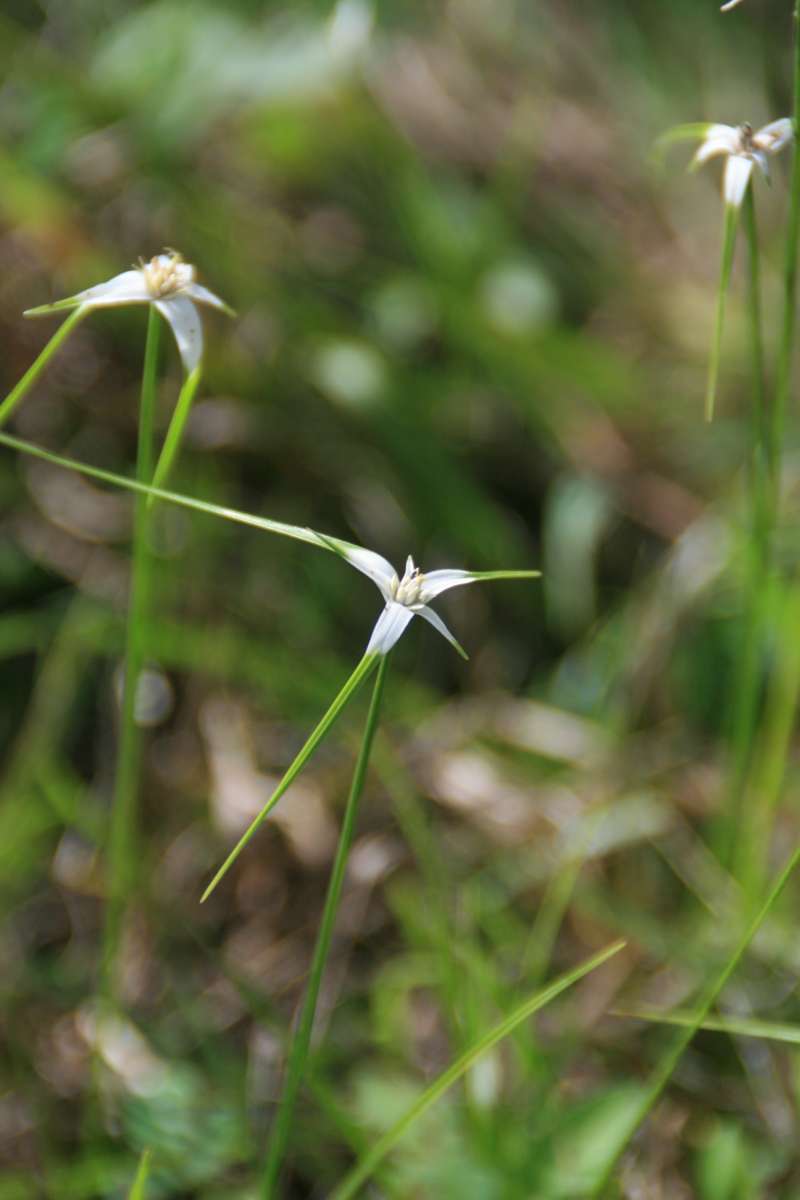 Top of Plant in Bloom<br>(Location of Picture: Collier Seminole, Fl, I, 2014)