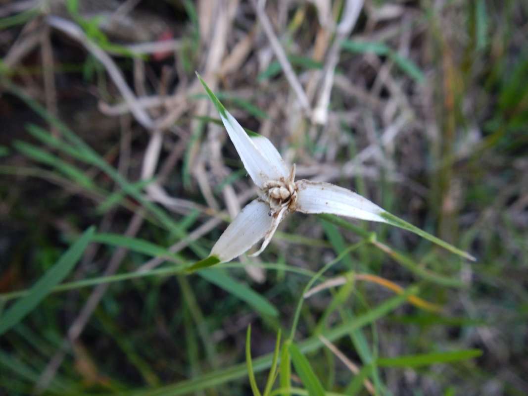 Seeds<br>(Location of Picture: Collier Seminole, Fl, I, 2014)