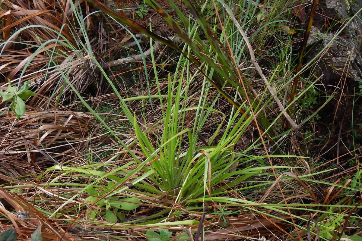 Basal Leaves<br>(Location of Picture: Collier Seminole, Fl, I, 2014)
