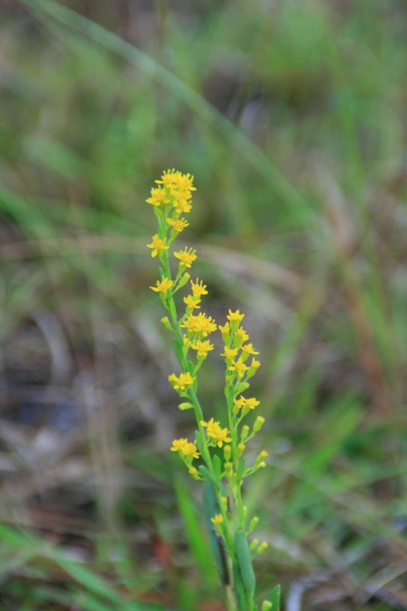 Top of Plant in Bloom<br>(Location of Picture: Everglades National Park, Florida)