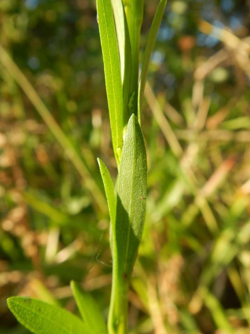 Stem Leaves<br>(Location of Picture: Everglades NP, FL, Jan 2014)