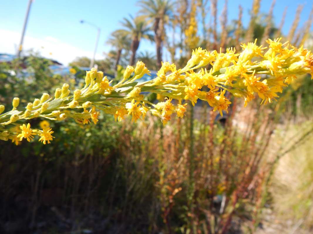 Flowers - Close View<br>(Location of Picture: Everglades NP, FL, Jan 2014)