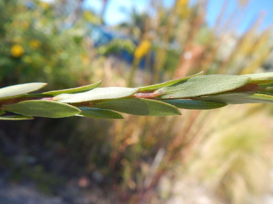 Stem<br>(Location of Picture: Everglades NP, FL, Jan 2014)