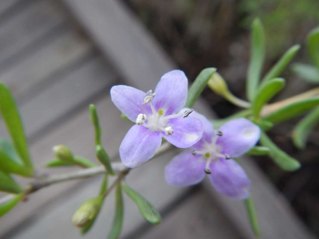 Flower - Front View<br>(Location of Picture: Collier Seminole SP, Fl, 2014)