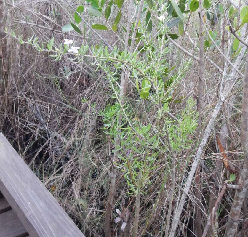 Silhouette<br>(Location of Picture: Collier Seminole SP, Fl, 2014)