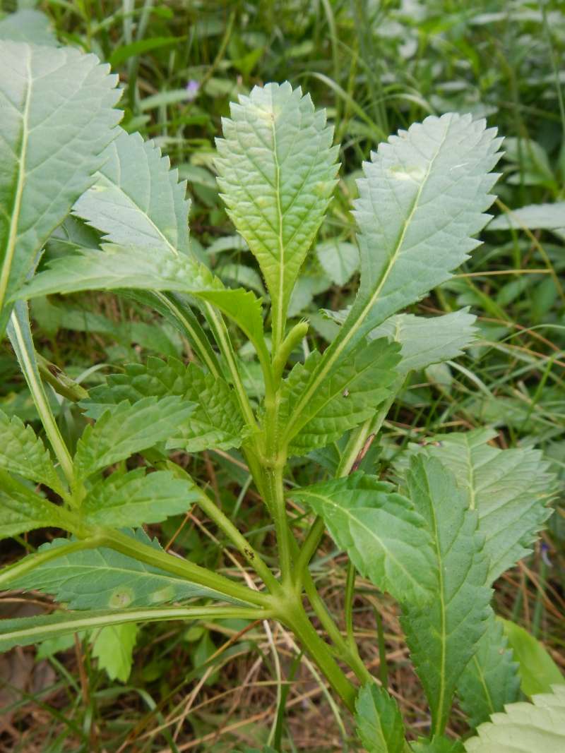 Leaves<br>(Location of Picture: Big Pine Key, January 2014)