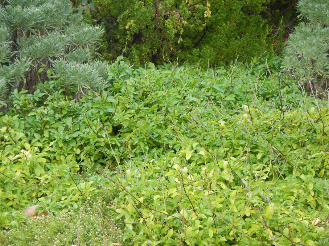 Habitat<br>(Location of Picture: Big Pine Key, January 2014)