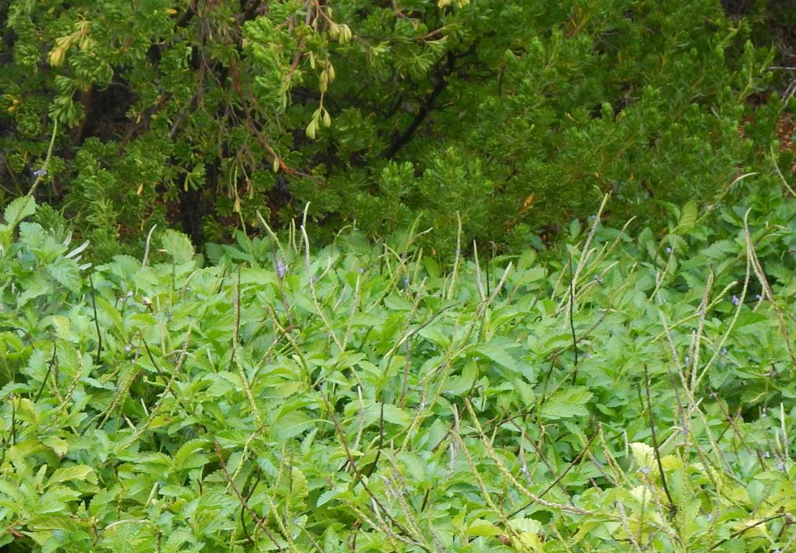 Silhouette Showing Quills<br>(Location of Picture: Big Pine Key, January 2014)