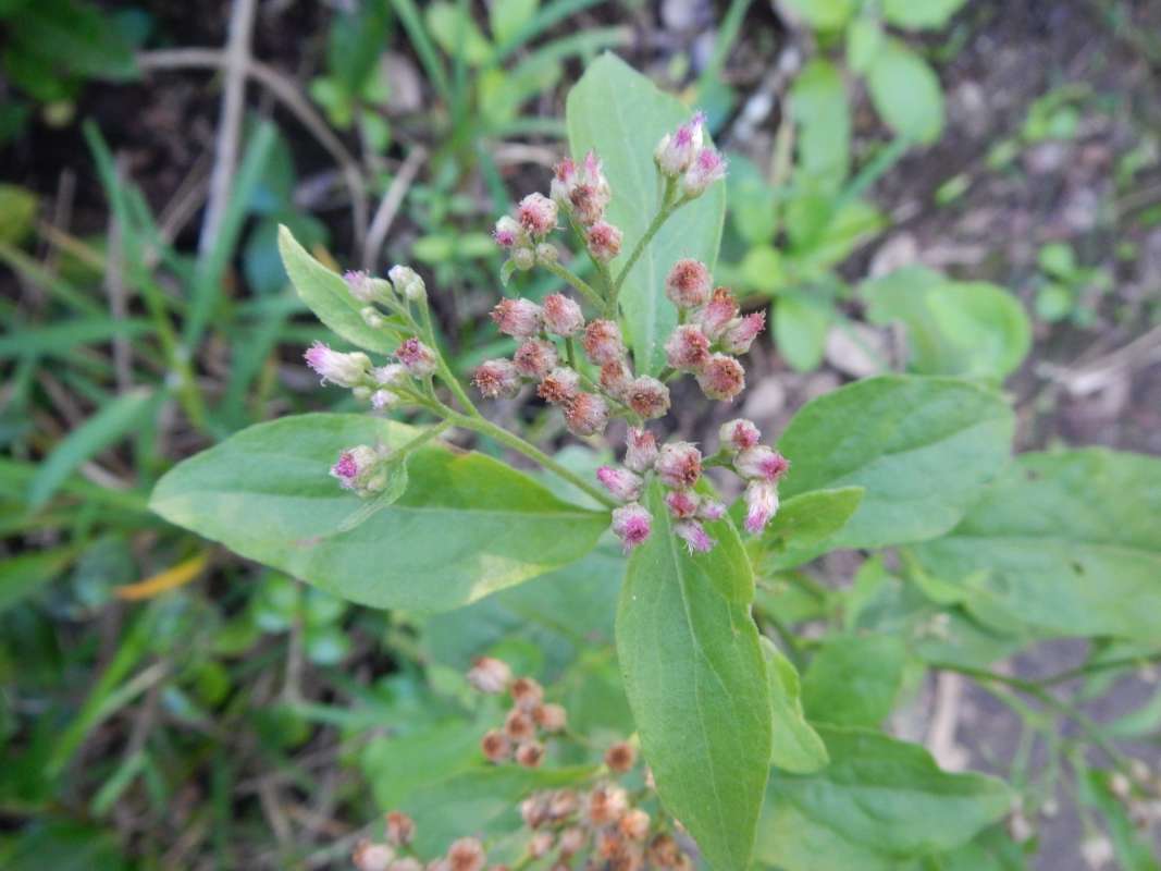Top of Plant in Bloom<br>(Location of Picture: Collier Seminole SP, Jan. 2014)