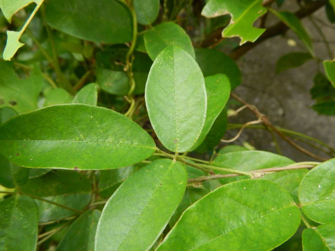 Leaves<br>(Location of Picture: Key Largo, Florida, Jan. 2014)