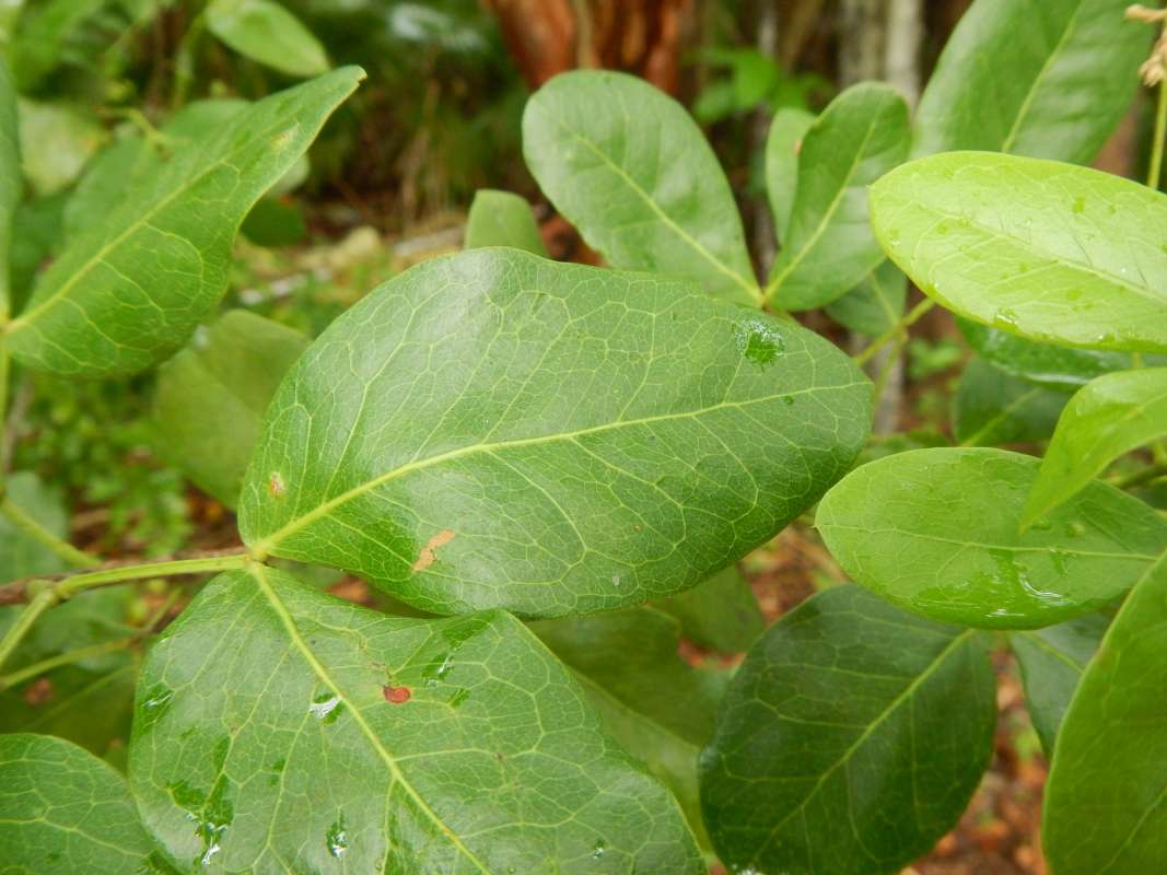 Leaves<br>(Location of Picture: Key West, Florida, Jan. 2014)