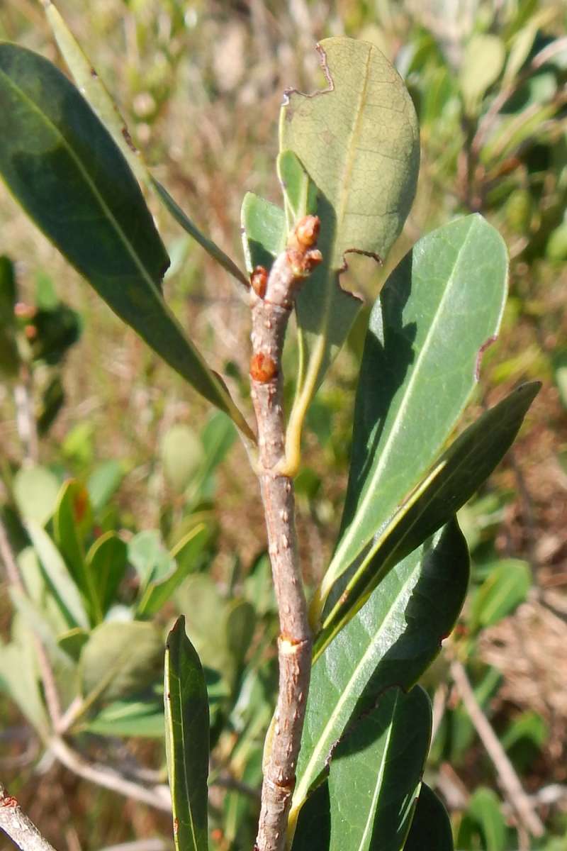 Twig<br>(Location of Picture: Key Deer Refuge, Florida, Jan. 2014)