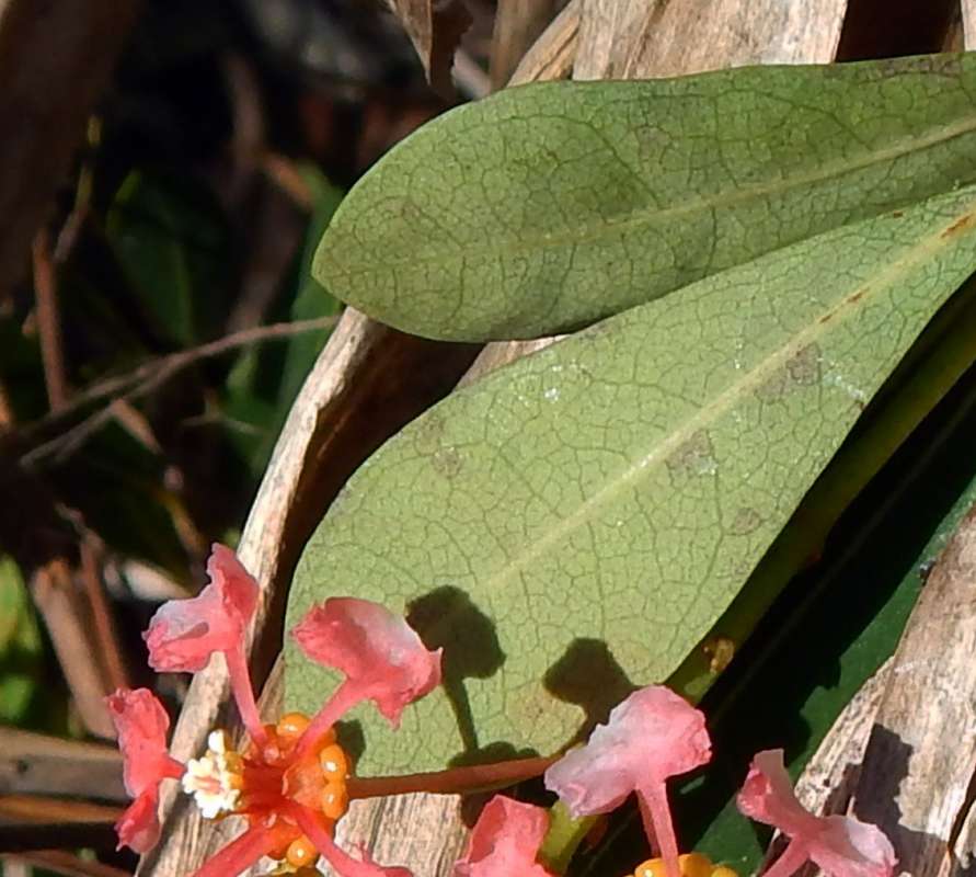 Leaf<br>(Location of Picture: Key Deer Refuge, Florida, Jan. 2014)