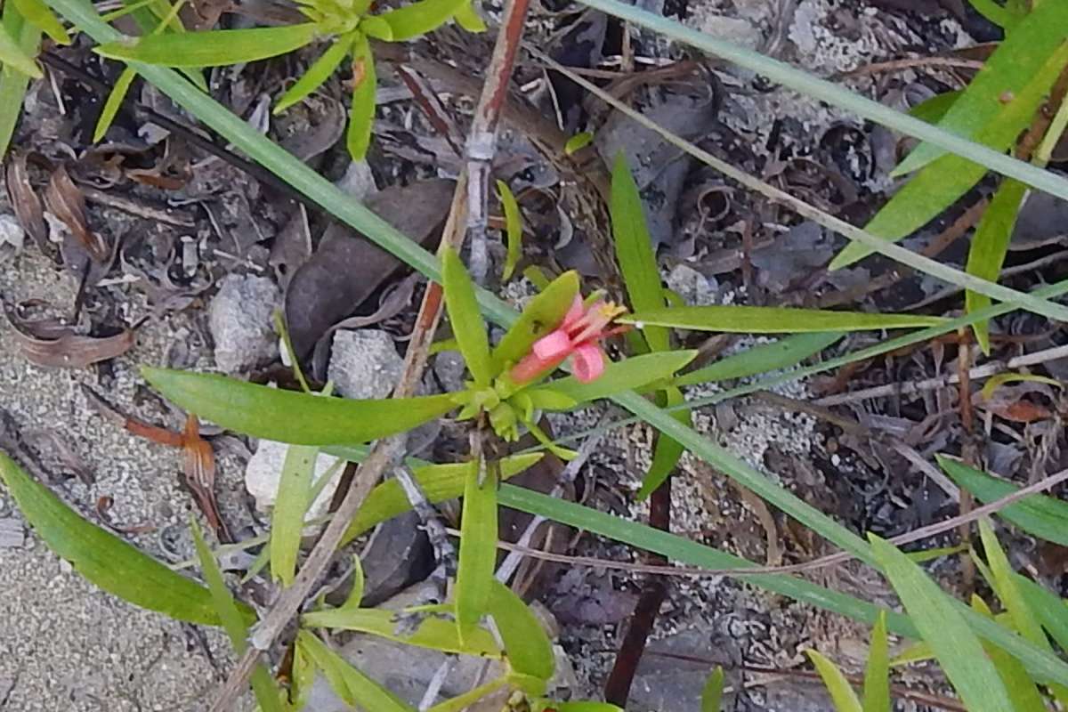 Flower - Angle View<br>(Location of Picture: Key Deer Refuge, Florida, Jan. 2014)