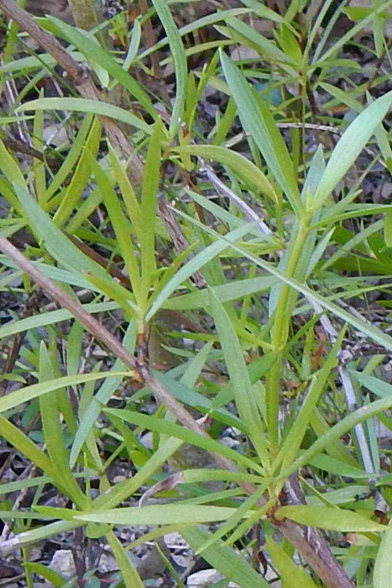Leaves<br>(Location of Picture: Key Deer Refuge, Florida, Jan. 2014)