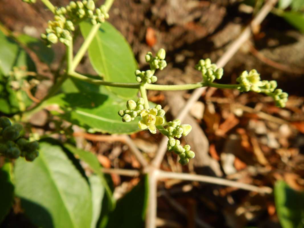 Flowers - Close View<br>(Location of Picture: Collier Seminole, Fl, USA, I, 2014)