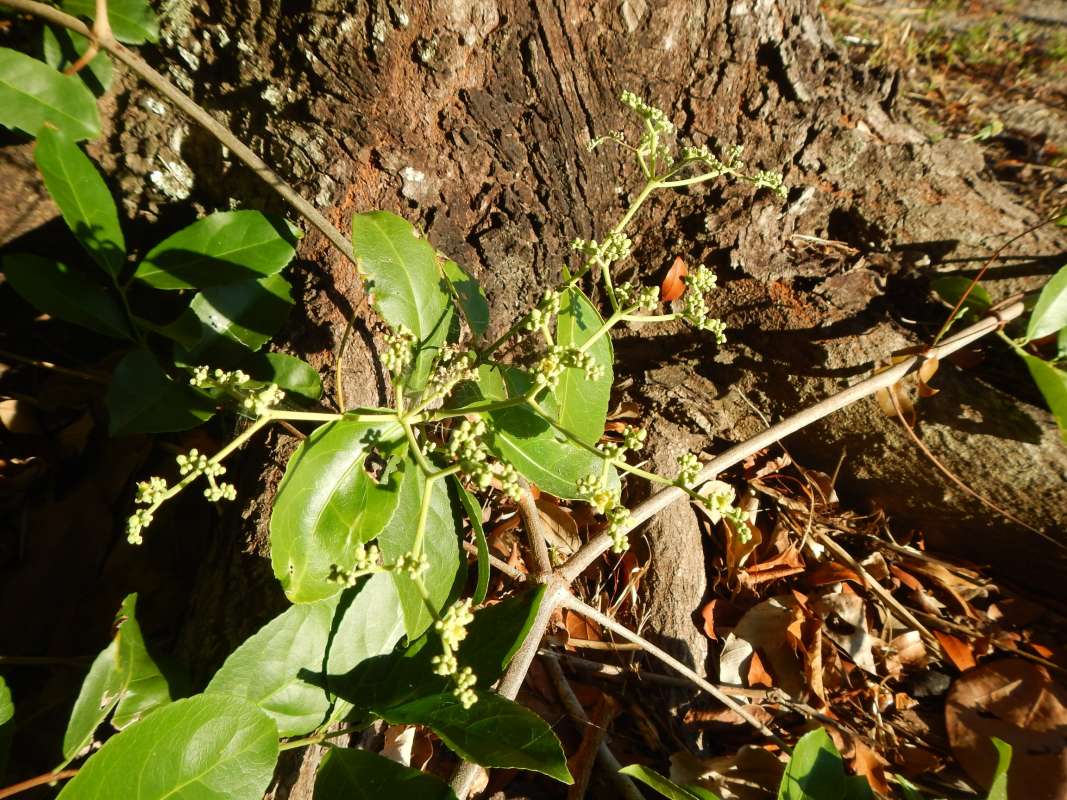 Fruits<br>(Location of Picture: C. Seminole, Florida, Jan. 2014)
