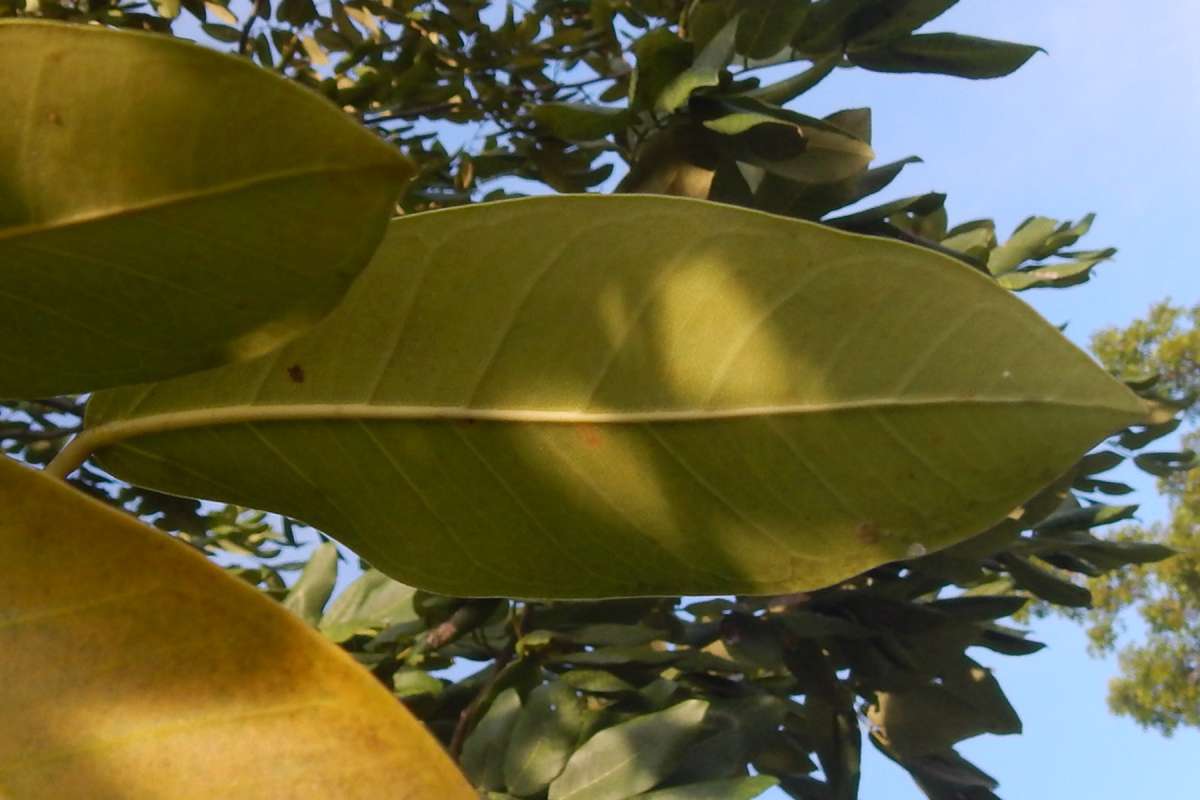 Leaf - Ventral View<br>(Origin of the Specimen: B Cypress NP, Florida, Jan. 2014)