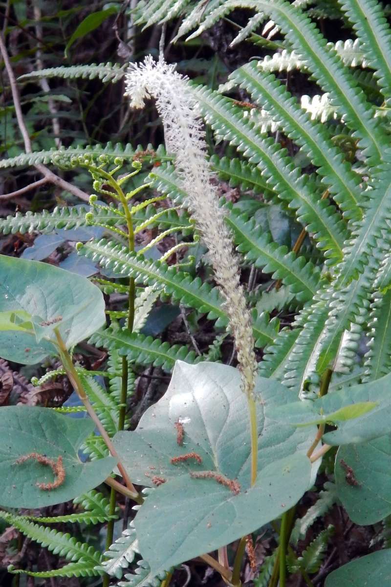 Flowers<br>(Location of Picture: Big Cypress NP, Florida, Jan. 2014)
