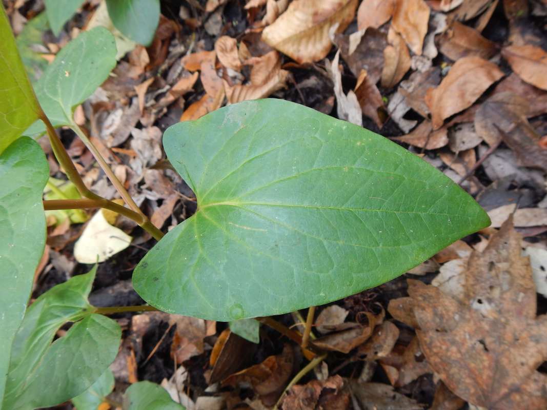 Stem and Leaf<br>(Location of Picture: Big Cypress NP, Florida, Jan. 2014)