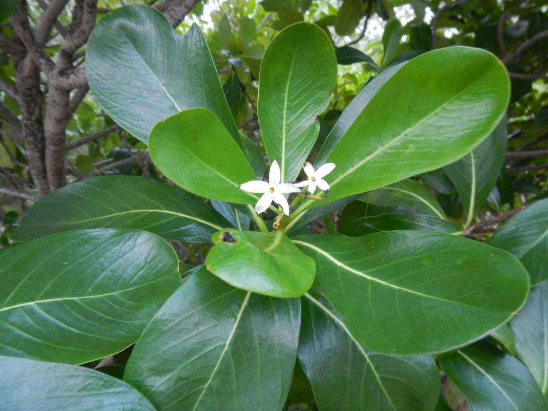 Top of Plant in Bloom<br>(Location of Picture: Big Pine Key, Florida, Jan. 2014)