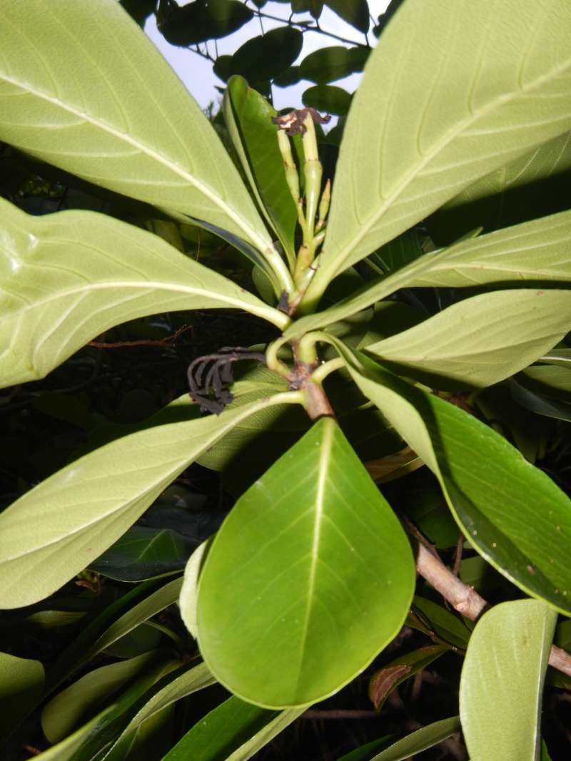 Twig<br>(Location of Picture: Big Pine Key, Florida, Jan. 2014)