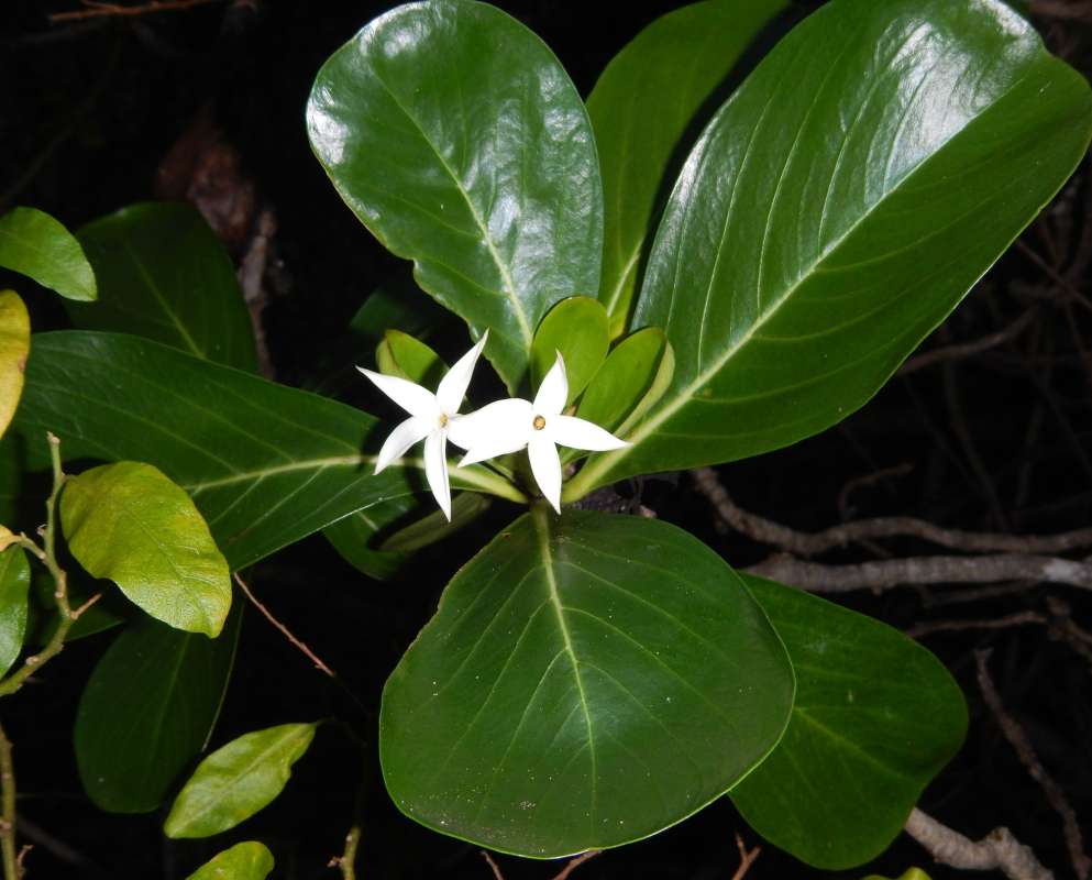 Flowers<br>(Location of Picture: Big Pine Key, Florida, Jan. 2014)