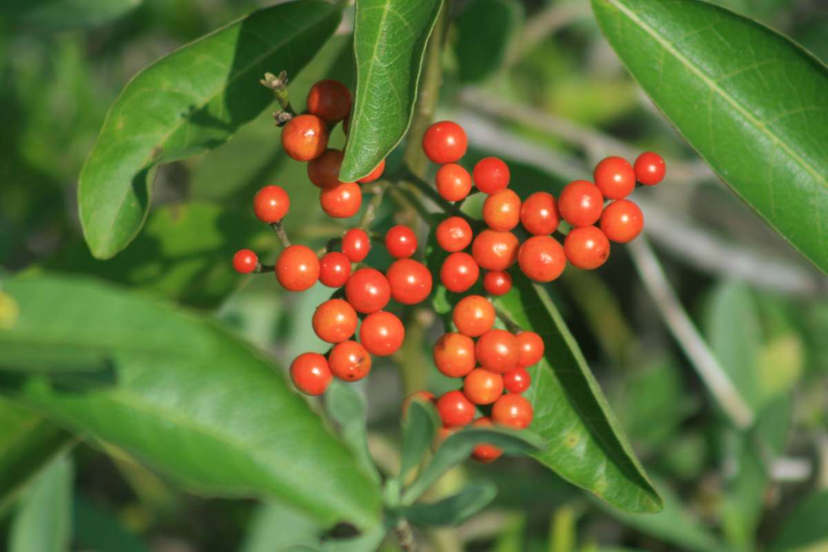 Fruits<br>(Location of Picture: Everglades NP, Florida, Jan. 2014)