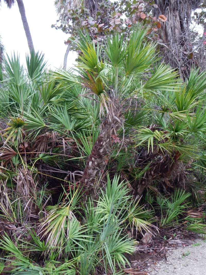Silhouette<br>(Location of Picture: Misc. State Parks, Florida, I, 2014)