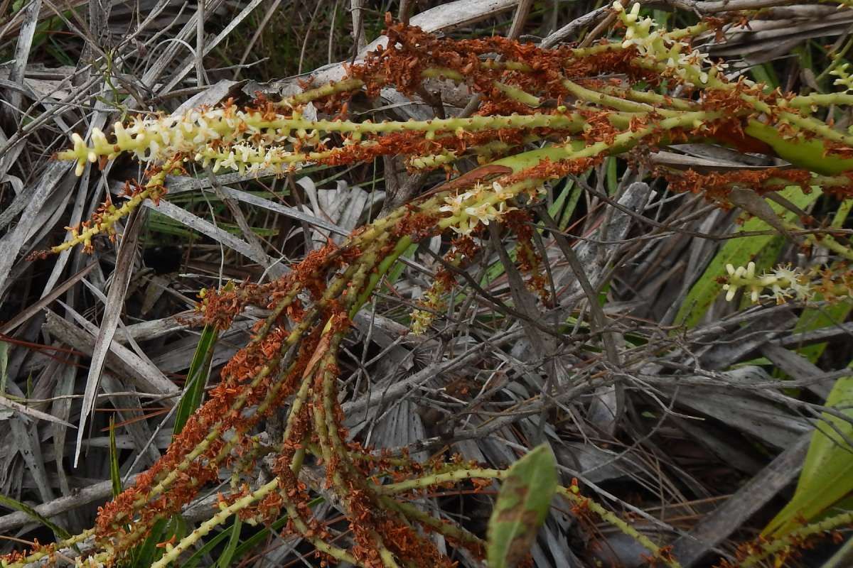 Flowers<br>(Location of Picture: Misc. State Parks, Florida, I, 2014)