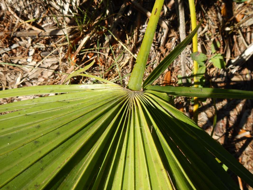 Frond<br>(Location of Picture: Misc. State Parks, Florida, I, 2014)