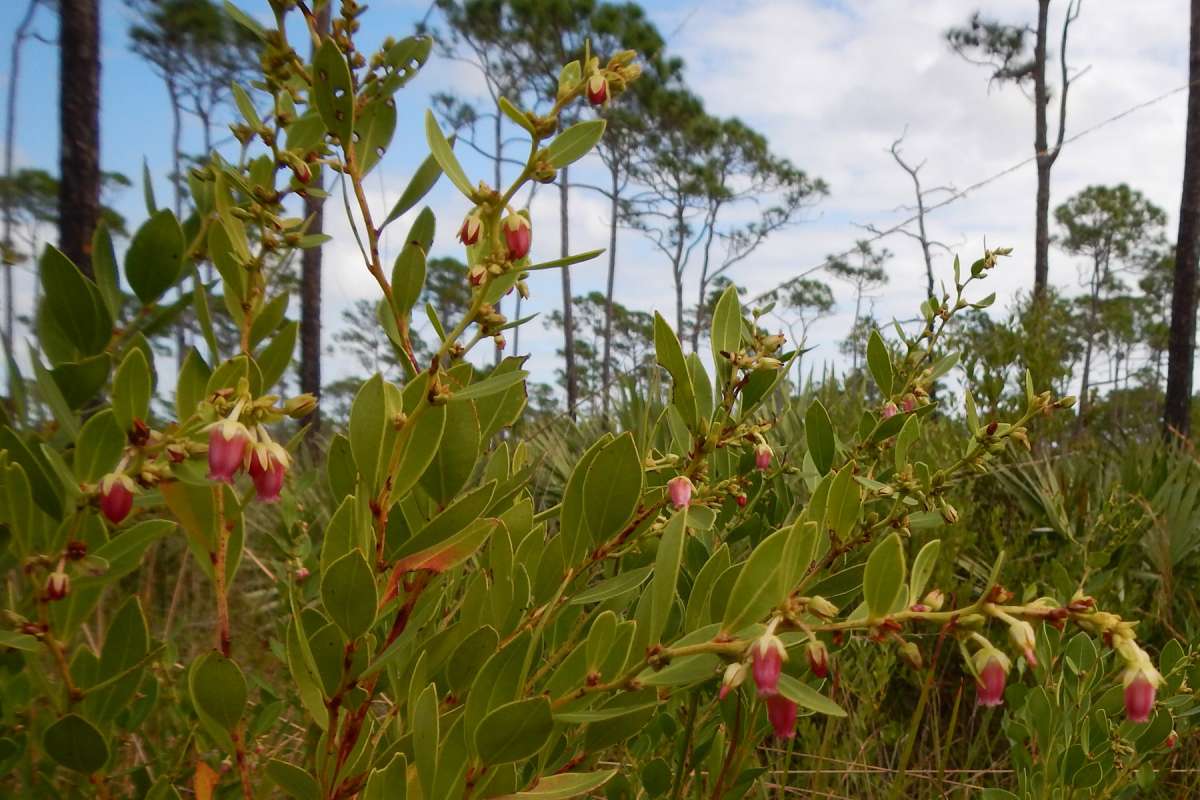 Flowers<br>(Location of Picture: Johnathon Dickinson SP, Dec. 2013)
