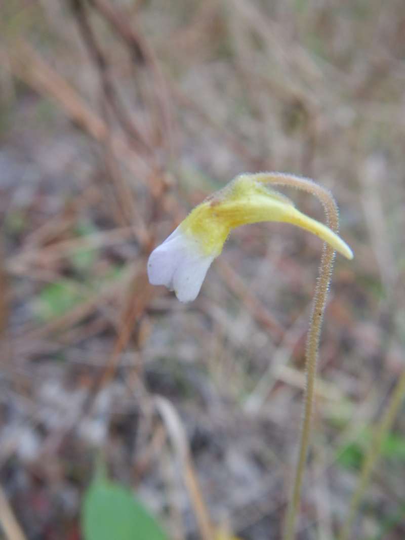 Flower - Side View<br>(Location of Picture: Collier Seminole, Fl. Jan. 2014)