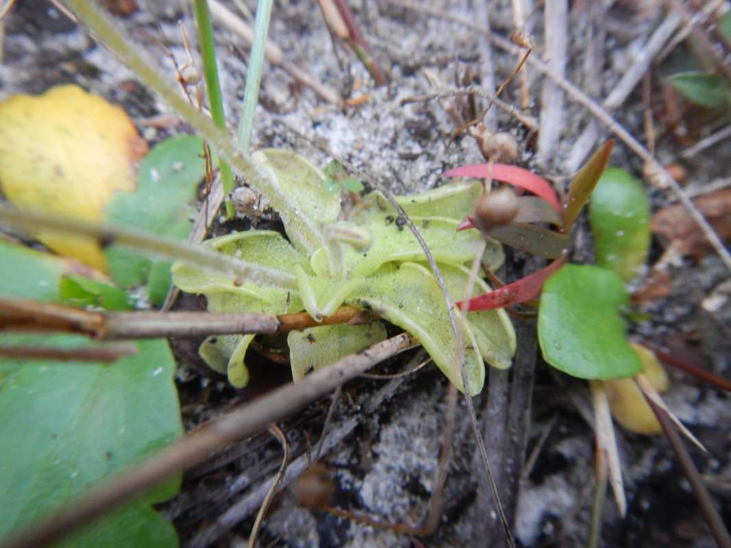 Leaves - Basal Rosette<br>(Location of Picture: Collier Seminole, Fl. Jan. 2014)