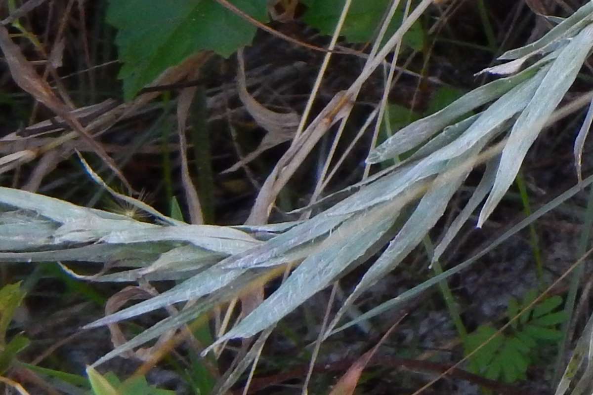 Leaves<br>(Location of Picture: J. Dickinson SP, Florida, Dec. 2013)