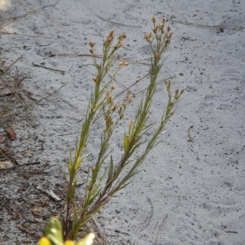 Silhouette<br>(Location of Picture: J. Dickinson SP, Florida, Dec. 2013)
