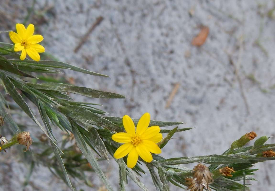 Flower - Front View<br>(Location of Picture: J. Dickinson SP, Florida, Dec. 2013)