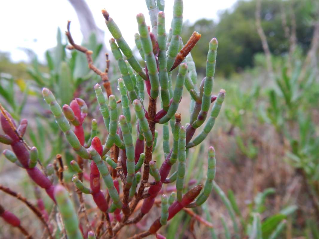 Top of Plant<br>(Location of Picture: Collier Seminole SP, Jan. 2014)