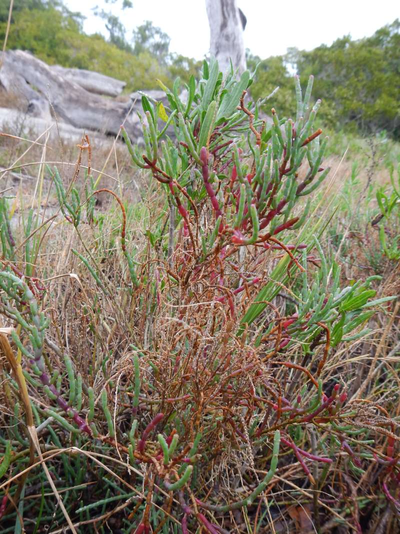 Silhouette<br>(Location of Picture: Collier Seminole SP, Jan. 2014)