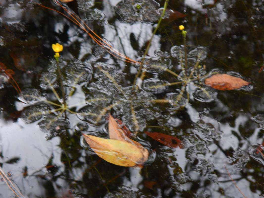 Habitat<br>(Location of Picture: H. Hammocks SP, Florida, Jan. 2014)