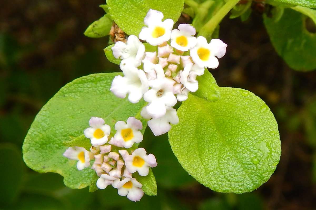 White Flowrs<br>(Location of Picture: Key Largo Hammock, Florida, Jan.)