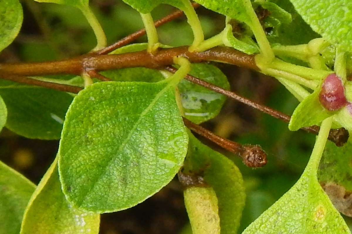 Lef and  Twig<br>(Location of Picture: Key Largo Hammock, Fl, Jan. 2014)