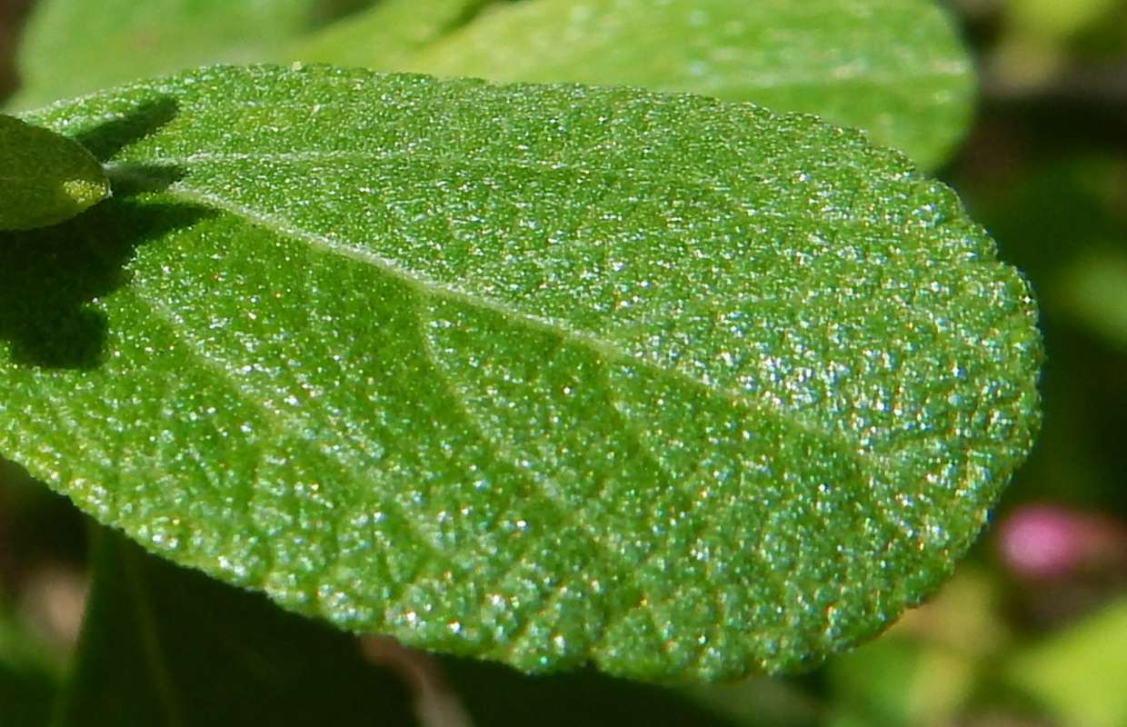 Leaf<br>(Location of Picture: Key Largo Hammock, Fl, Jan. 2014)