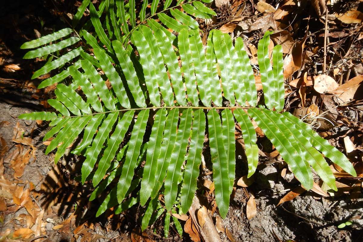 Frond<br>(Location of Picture: Highland Hammocks SP, Jan. 2014)