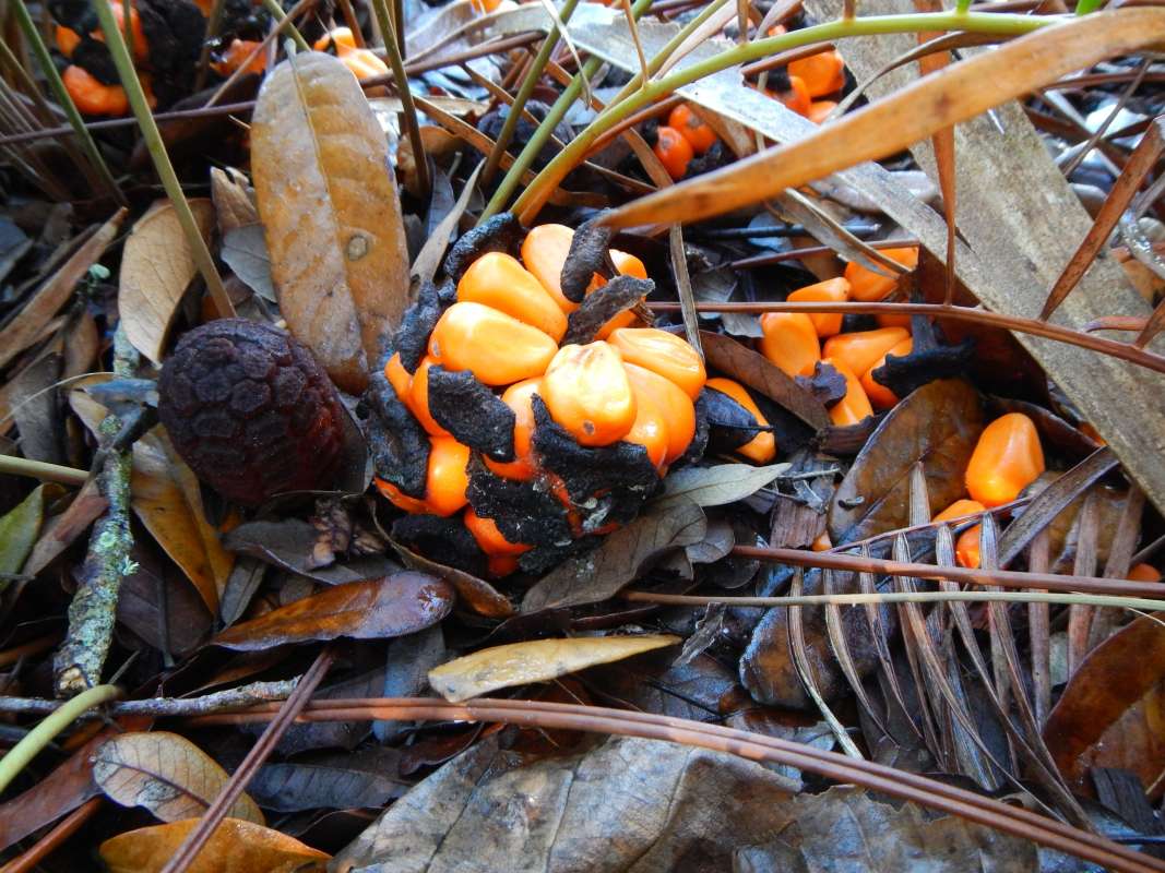 Habitat<br>(Location of Picture: Man. Springs SP, Florida, Feb. 2014)