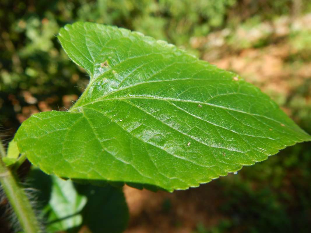 Leaf<br>(Location of Picture: Naples, Florida, Jan. 2014)