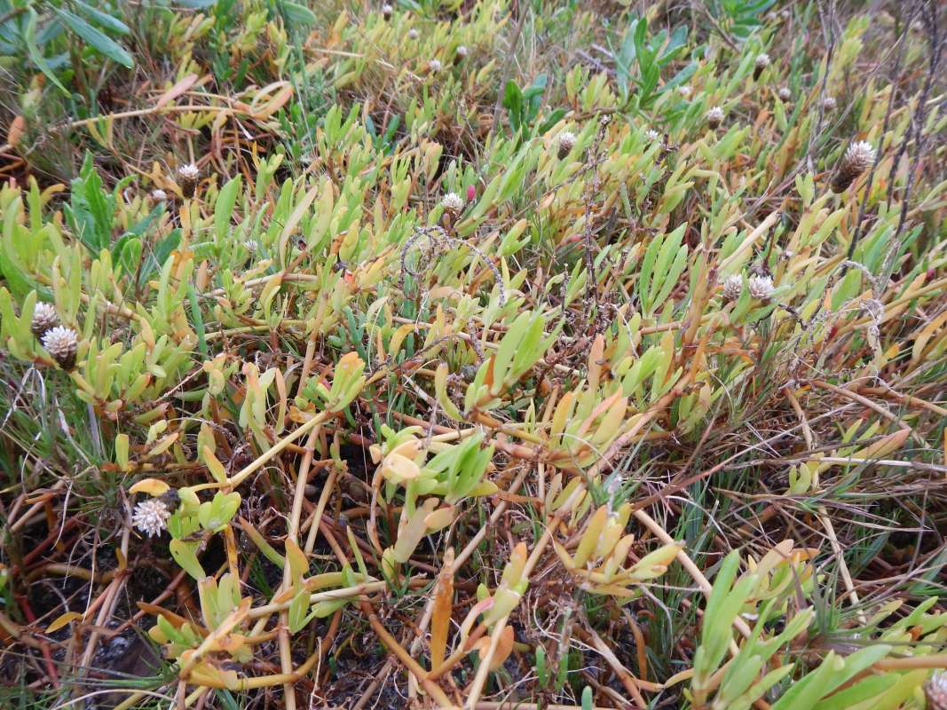 Habitat<br>(Location of Picture: St. Petersburg, Florida, Feb. 2014)