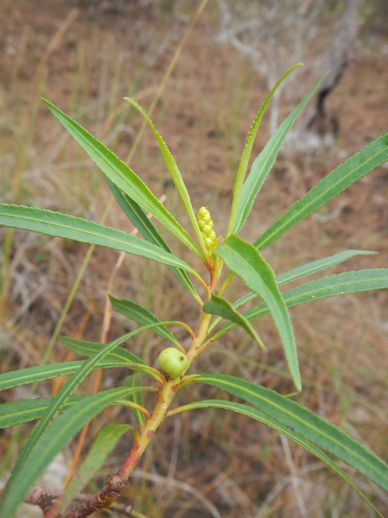 Silhouette<br>(Location of Picture: Collier Seminole SP, Fl, Jan. 2014)