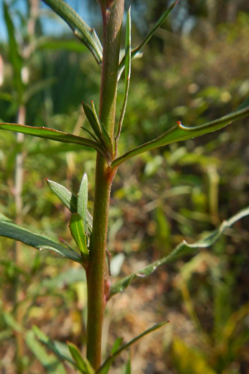 Stem<br>(Location of Picture: Ft. Desota Park, Fl, Jan 2014)